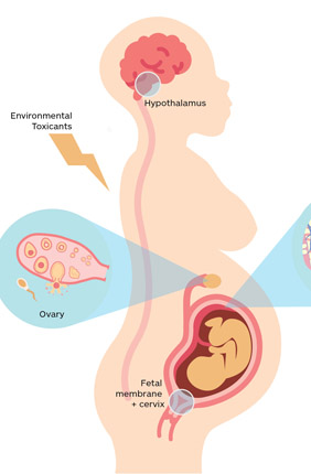 Impact of environmental toxicants on reproductive physiology
