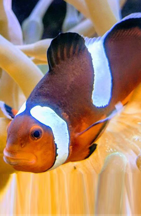 The sex of anemonefish is dependent on environmental cues, allowing researchers to study how environmental chemicals can affect the reproduction.