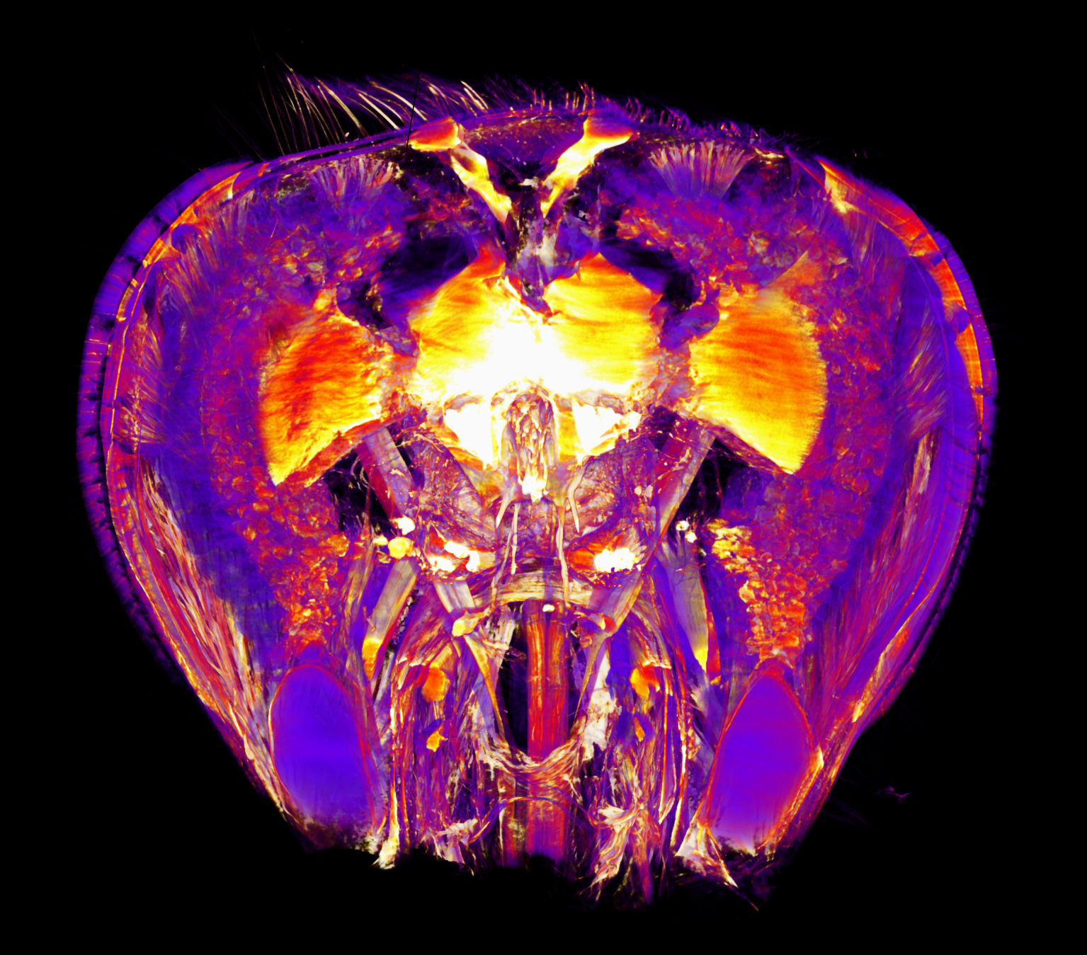 3D reconstruction of Osmium-stained dissected head of worker bee. 