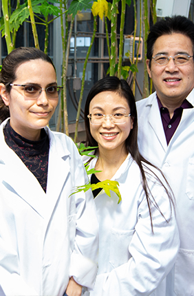 From right to left: Dessireé Zerpa-Catanho, Xiaodan Zhang, and Ray Ming studied the genomes of papayas to better understand their domestication history.