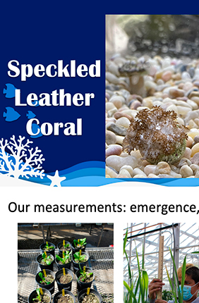 Snapshots from the final presentations