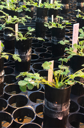Medicago truncatula plants in the greenhouse were infected with Sinorhizobium meliloti 