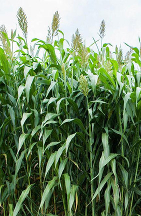 DOE $1.85M grant funds sorghum photosynthesis study