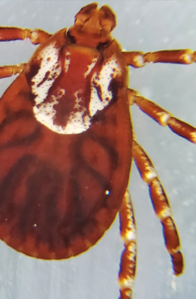 An American Dog Tick, the most commonly found tick in North America and a vector for diseases like Rocky Mountain Spotted Fever and Tularemia. Image owned by the Smith lab.