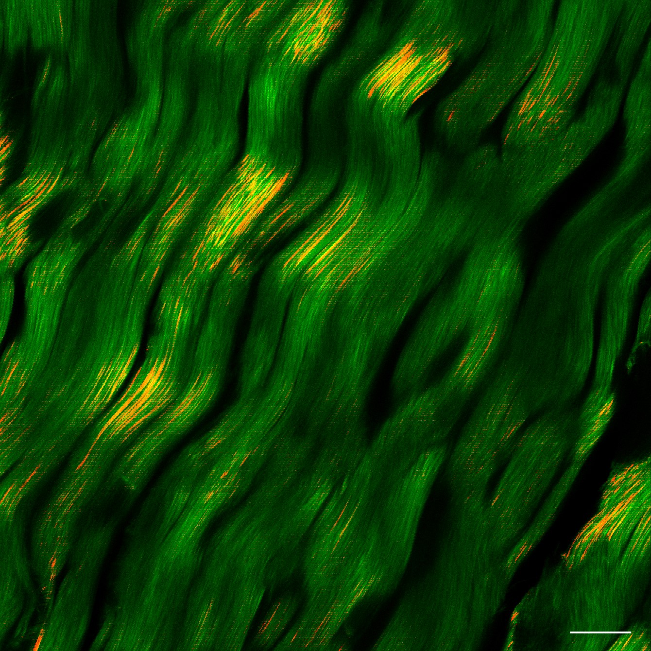 The image illustrates the collagen microstructure of a pig's digital flexor tendon, captured using second harmonic generation (SHG) microscopy in the longitudinal orientation.