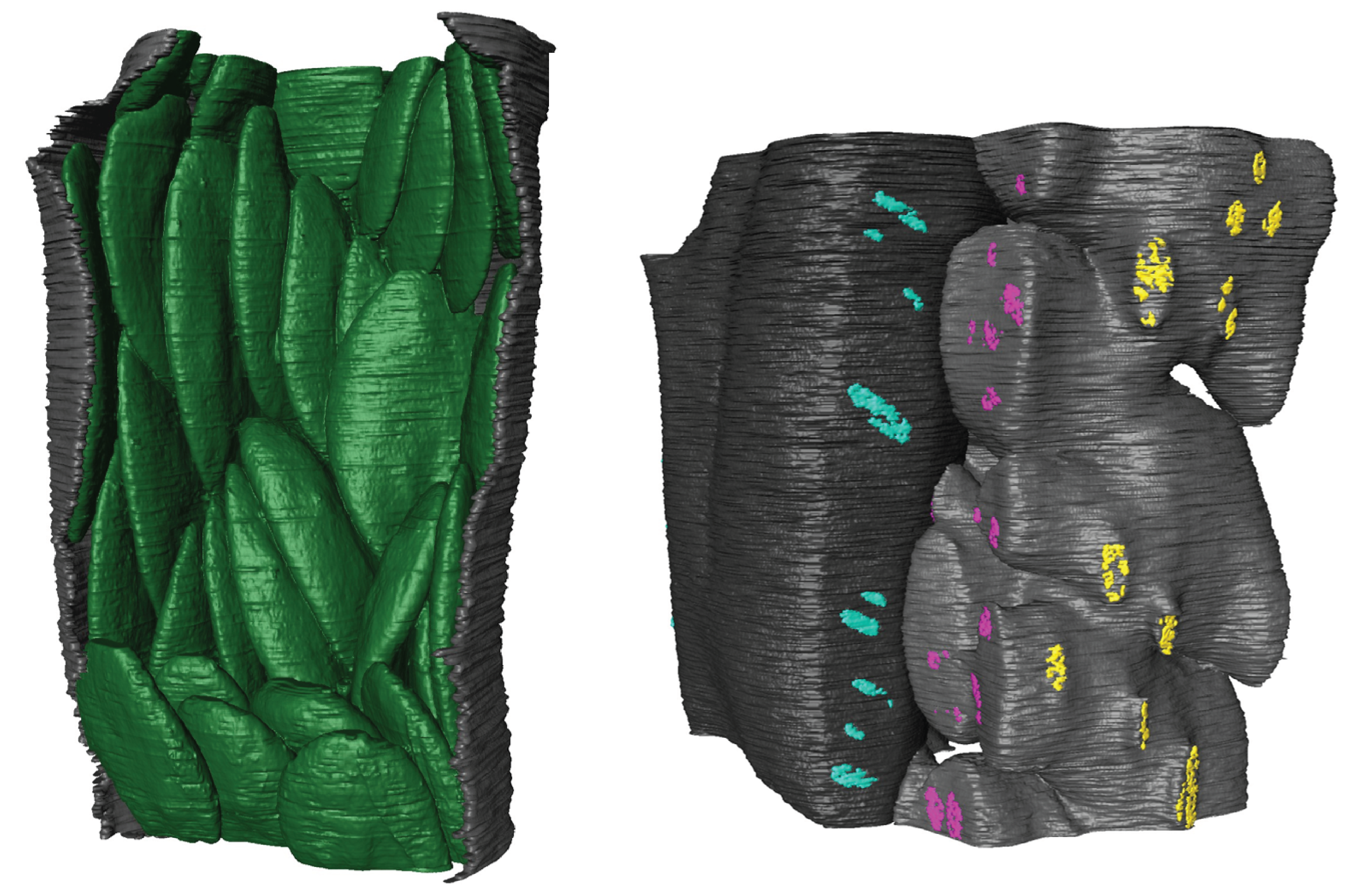Exploring 3D leaf anatomical traits for C4 photosynthesis: chloroplast and plasmodesmata pit field size in maize and sugarcane. 
