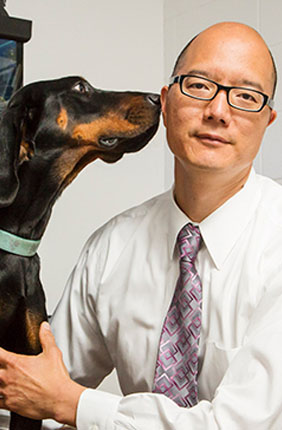 Tim Fan, a professor of veterinary medical science, is collaborating with former Illinois faculty member Dane Wittrup on an innovative cancer immunotherapy research project with client-owned pet dogs that have soft-tissue sarcoma.