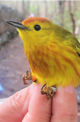 A Galápagos Island warbler population does not recognize call signaling mainland threat