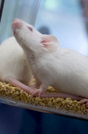 Engineered yeast used to influence gut microbiome of mice