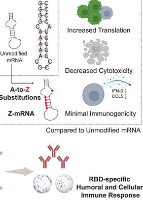 From A to Z: An Alternative base modification for mRNA therapeutics