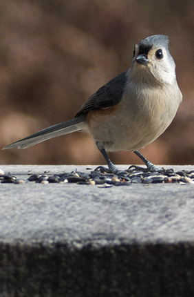 A tufted titmouse observing its surroundings. Titmice are one of North America's most common sentinel species.