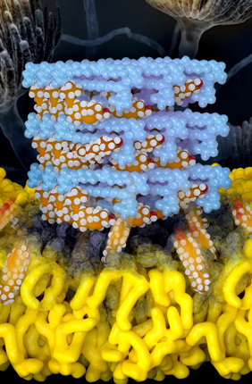 The mechanism for a critical but highly toxic antifungal is revealed in high resolution. Self-assembled Amphotericin B sponges (depicte dinlight blue) rapidly extract sterols (depicted in orange and white) from cells. This atomic level understanding yielded a novel kidney-sparing antifungal agent.