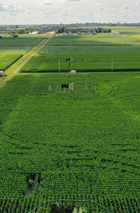 The SoyFACE research facility near Champaign, IL. The effects of elevated ozone on soybean, snap bean, maize, and C4 bioenergy grasses were investigated at this location.
