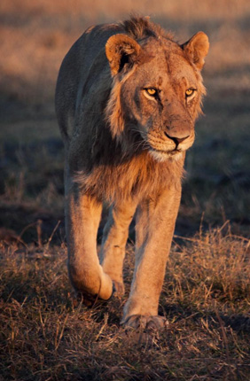 Poachers beware: New online tool traces illegal lion products back to source