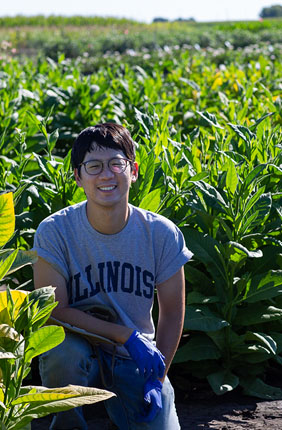 Young Cho used an ethanol spray to reduce the chlorophyll levels in leaves. The spray induced small RNA that interfered with chlorophyll synthesis resulting in pale yellow plants, and the untreated plants remained completely green