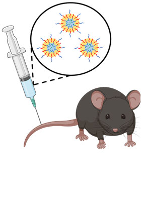Nanoparticle transport across the blood brain barrier increases with Alzheimer’s and age, study finds  