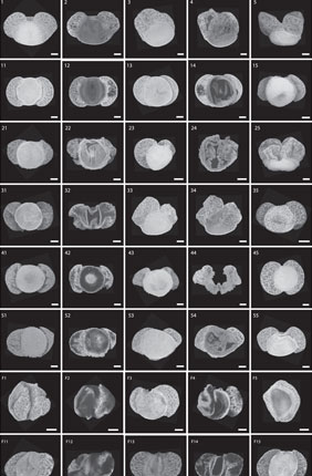 Novel neural network used to phylogenetically classify fossils of extinct pollen