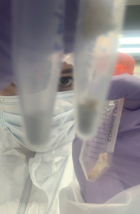 Alida holding two cap tubes filled with samples collected from museum samples of cape lion skulls