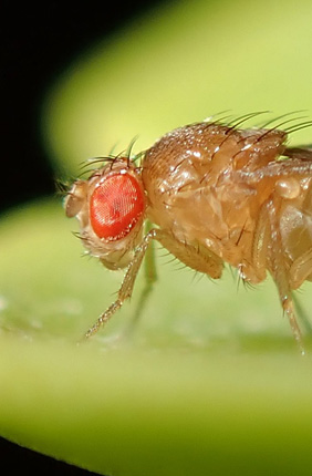 Researchers identify key regulators underlying regeneration in Drosophila
