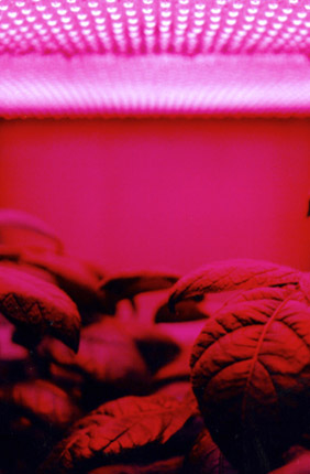 Research led by the University of Illinois Urbana-Champaign uses polymer-based stretchable electrodes to remotely monitor plant growth, bringing scientists a step closer to growing plants in space to feed astronauts during long missions.