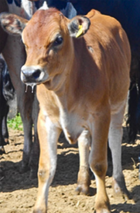 Matt Wheeler, pictured, helped develop the first transgenic cow to produce human insulin in her milk.