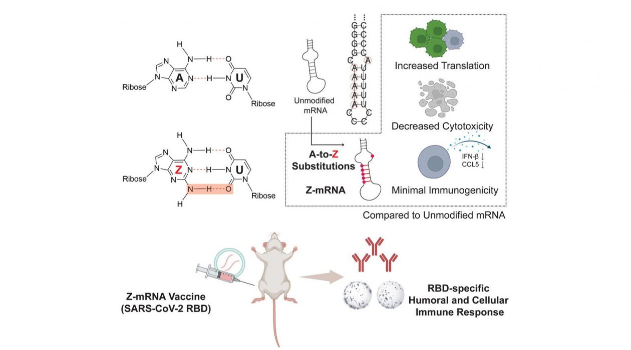 base Z replaces base A in mRNA