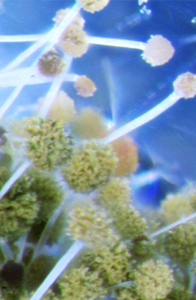 Aspergillus flavus is uniquely adapted to survive in bee colonies.