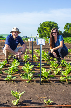 Engineered increase in mesophyll conductance improves photosynthetic efficiency in field trial