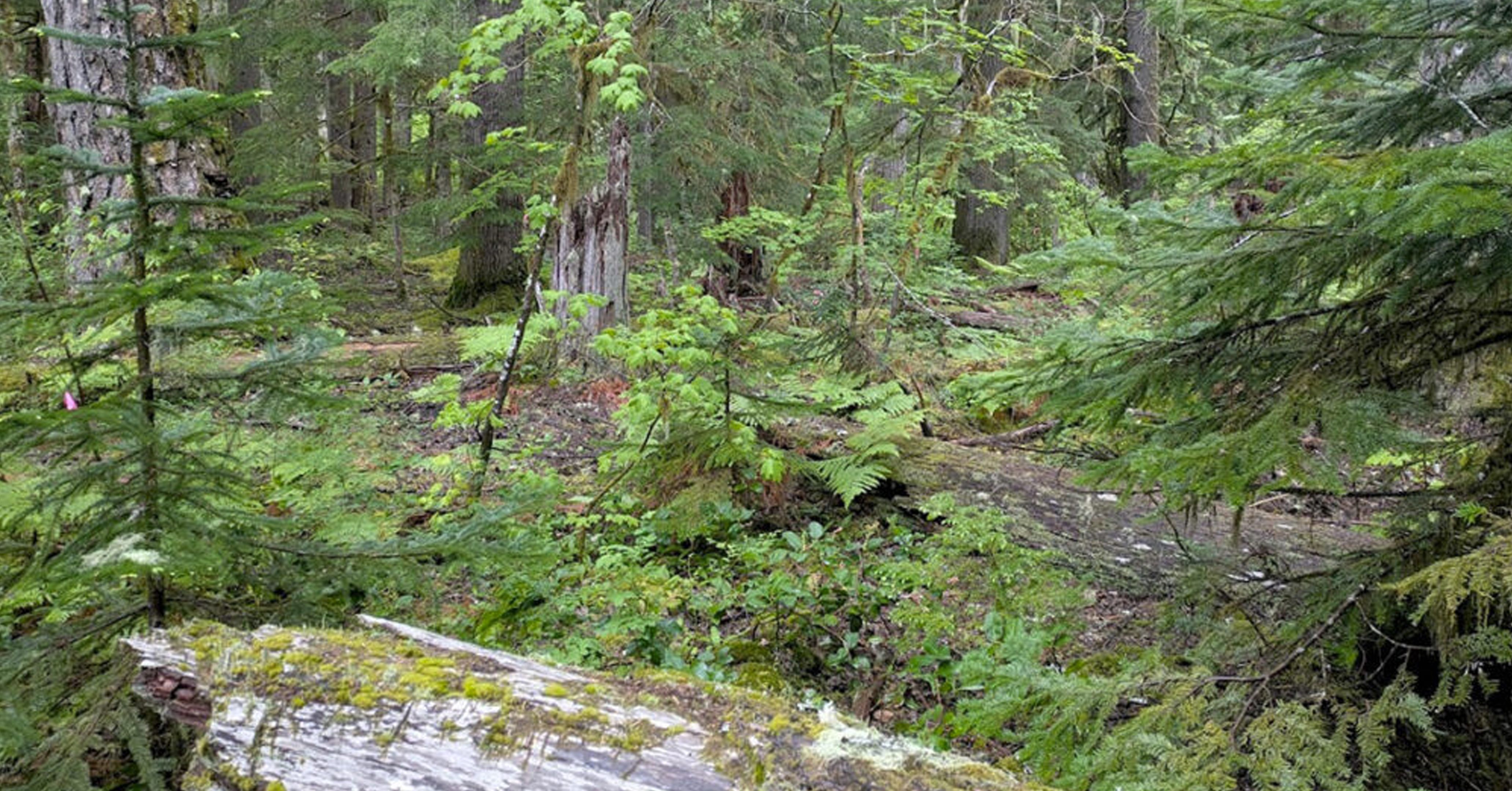 New model can accurately predict a forest’s future