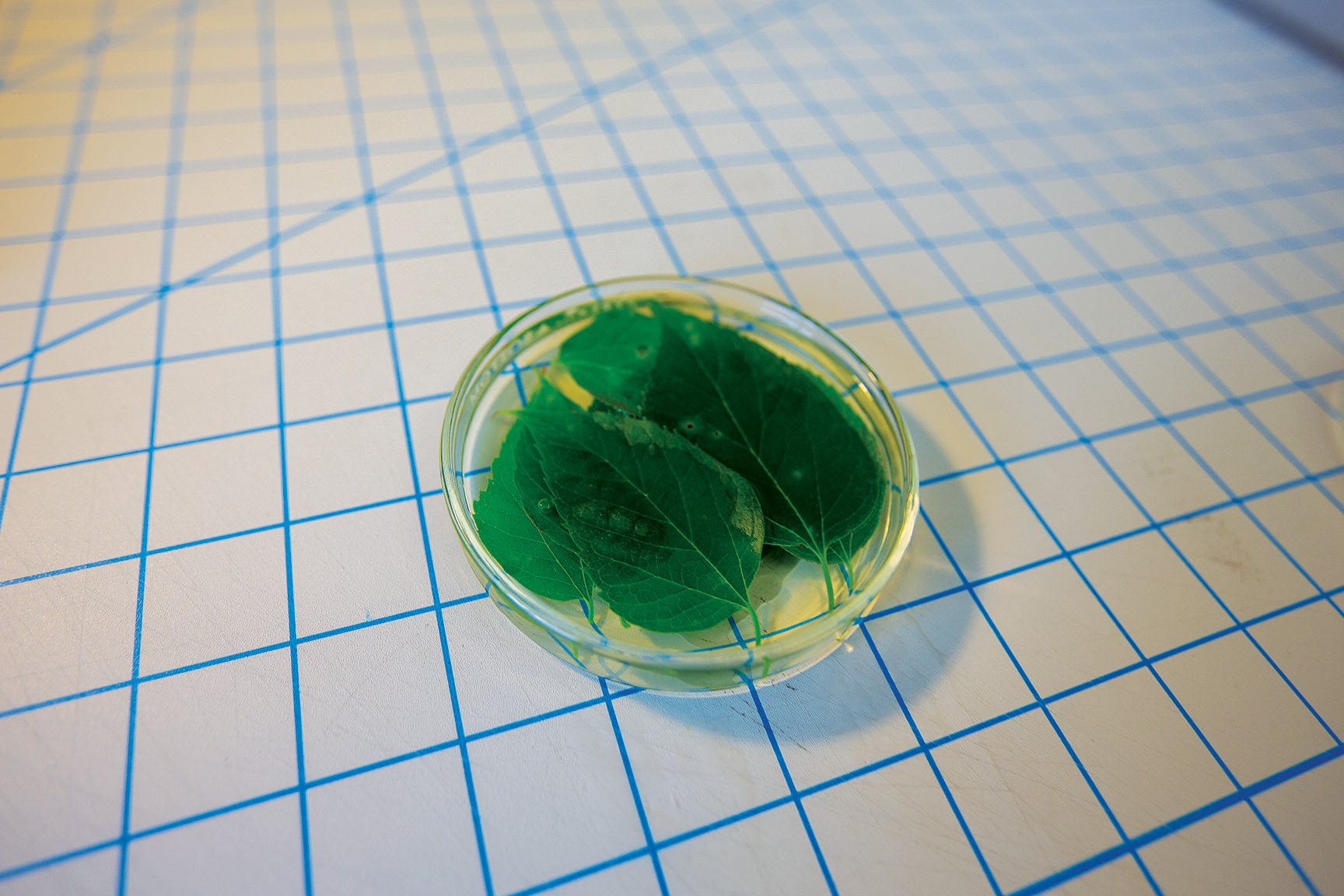 Chlorophyll Extractions