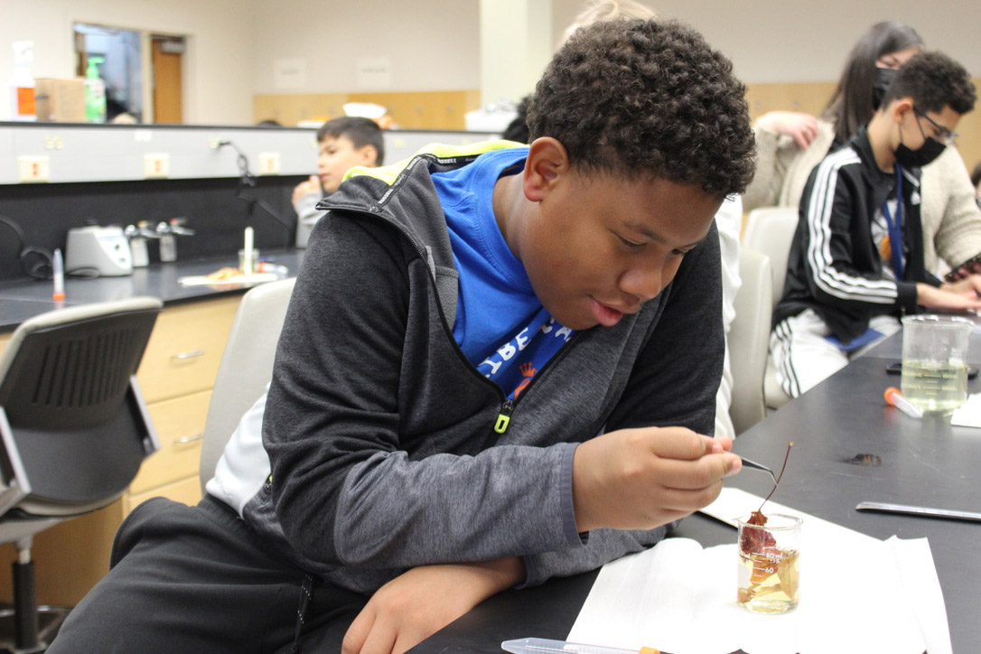 Chlorophyll Extractions