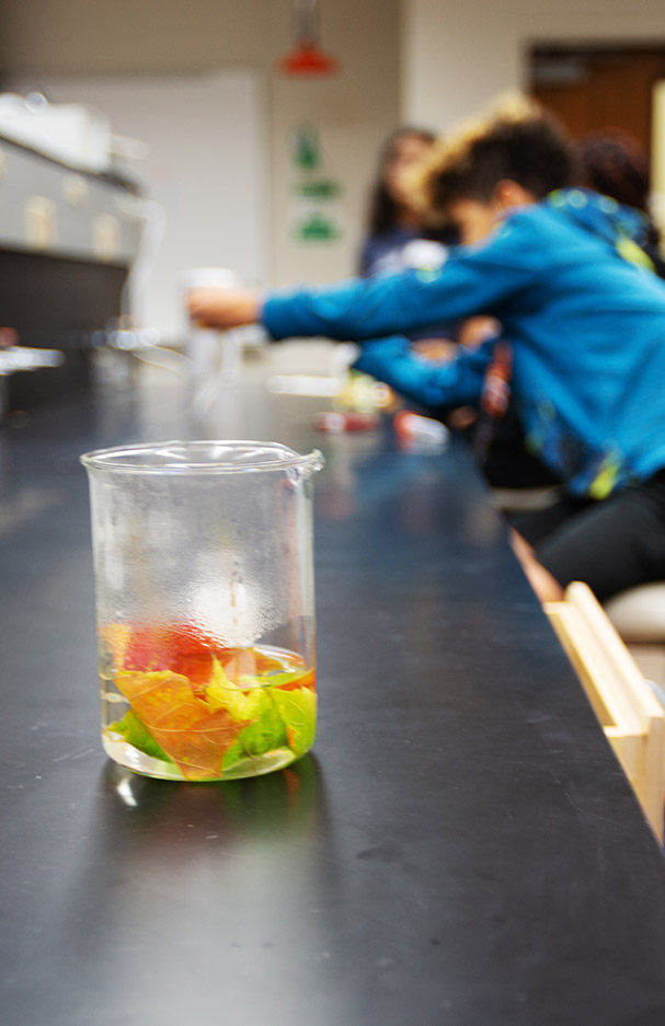 Chlorophyll Extractions