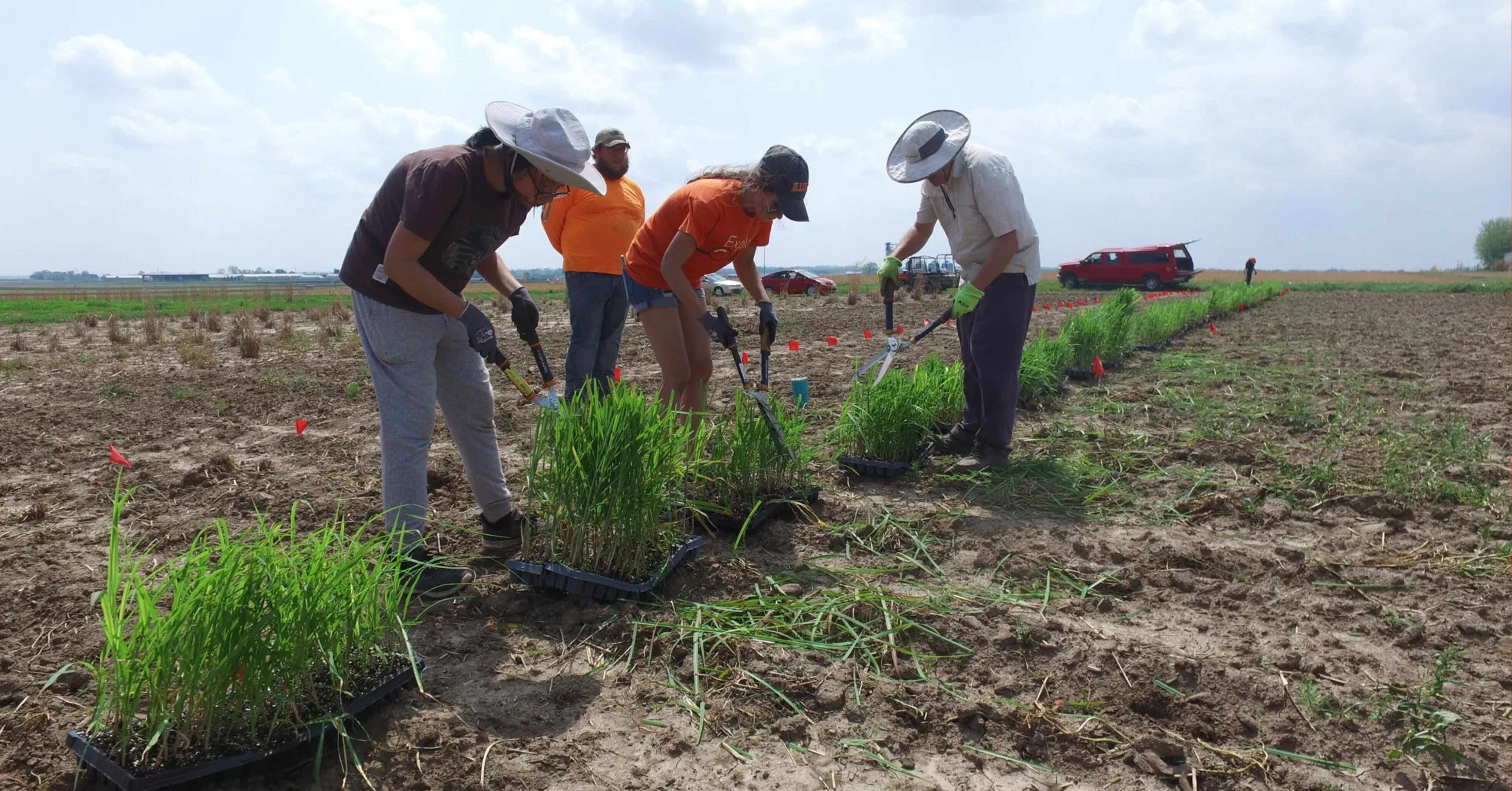 The Coming of Age of Miscanthus