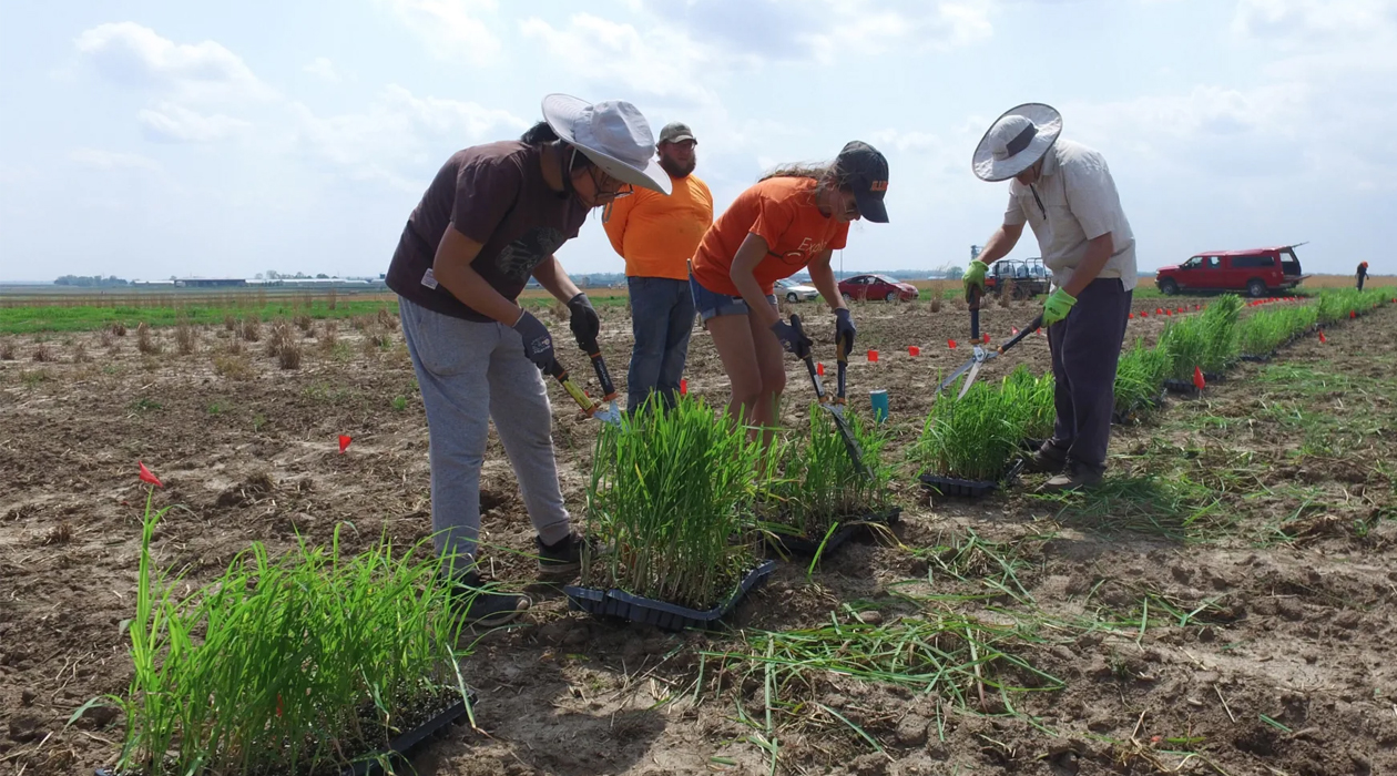Erik Sacks, right, and his team trim miscanthus starts at the Illinois Energy Farm. Credit: CABBI