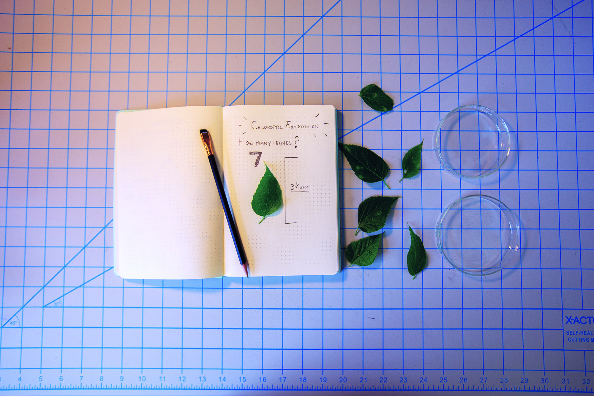 Chlorophyll Extractions
