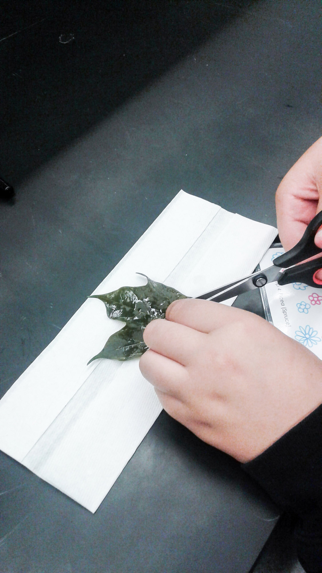 Chlorophyll Extractions