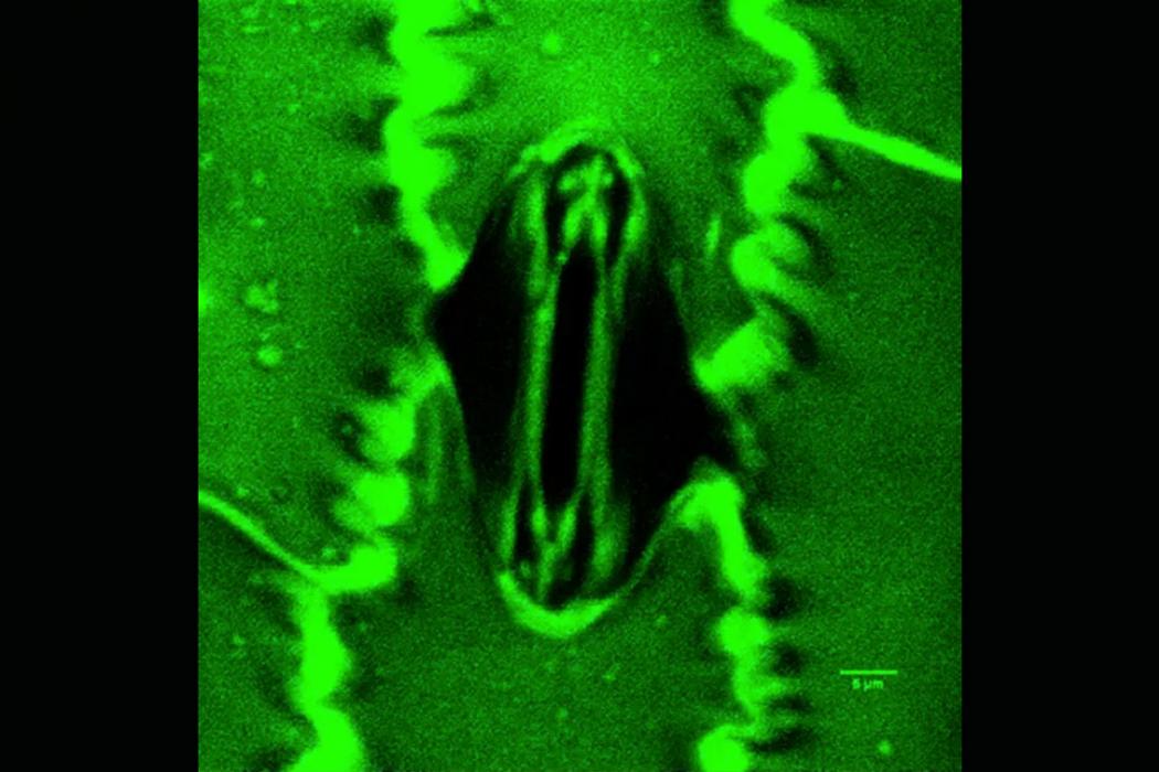 Representative 16-bit confocal microscope image of an open Zea mays stoma.