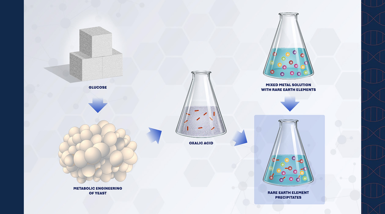 Researchers genetically engineered the metabolic pathways in yeast to produce oxalic acid, which can be used to extract free rare earth elements from low-grade ore. Graphic courtesy Dan Herchek/LLNL 