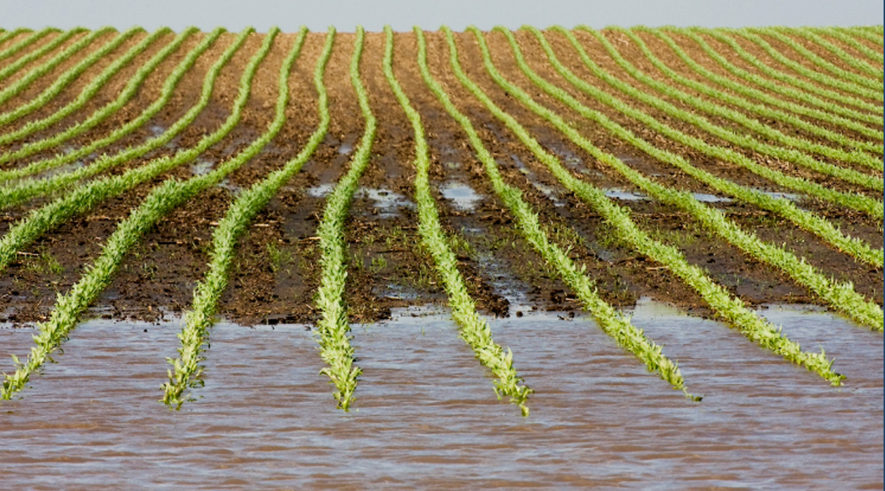 Catastrophic flooding in Central Illinois field in 2008