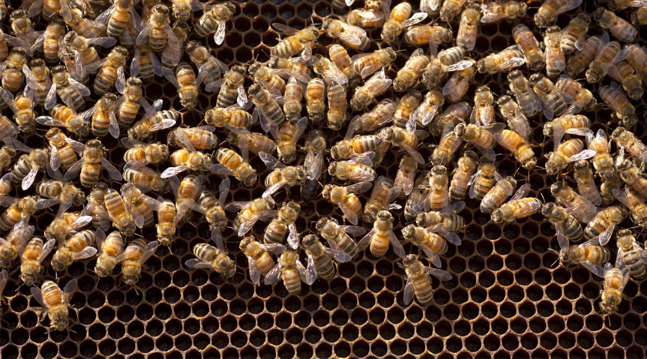 Gene Robinson and colleagues discovered that honey bee larvae experience a temporary loss of odor detection. The reduced expression of a gene essential to the sense of smell is likely a result of the bees’ social evolution, the researchers say. 