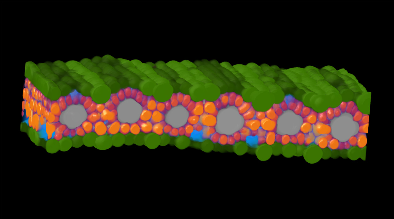  A machine-learning labeled cross-section of a sorghum leaf generated with microCT imaging. / James Fischer