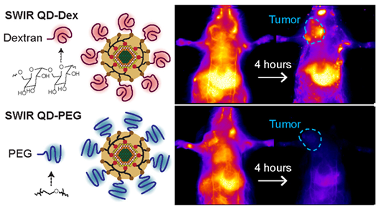 The visual abstract from the paper, entitled “Macrophage-Targeted Quantum Dots with Short-Wave Infrared Emission for In Vivo Breast Cancer Imaging,” published in Bioconjugate Chemistry.