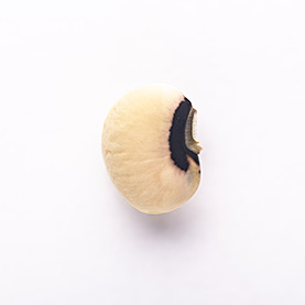 cowpea
