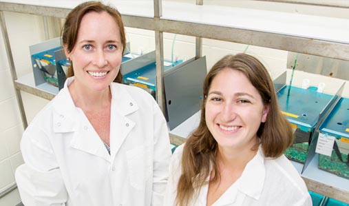 Animal biology professor Alison Bell and doctoral student Laura Stein study how stickleback fish dads influence the behavior of their young.