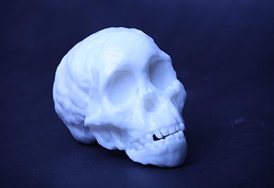 Fossil Skull