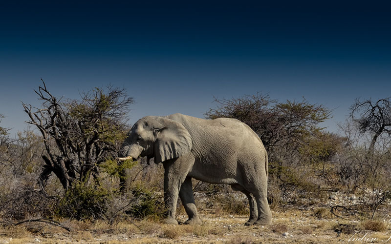 Namibian elephants are an important species to conserve as their ability to thrive in a desert environment is critical to the survival of future generations of elephants living in arid habitats.