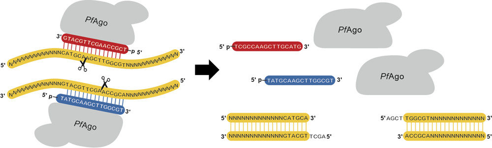 Research by Professor of Chemical and Biomolecular Engineering Huimin Zhao (BSD) and graduate student Behnam Enghiad is pioneering a new method of genetic engineering for basic and applied biological research and medicine.