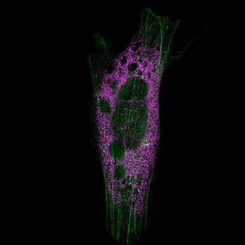Sukenik SR SIM Shaharsu