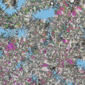 Great Barrier Reef Coral