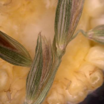 Cross section of a corn cob